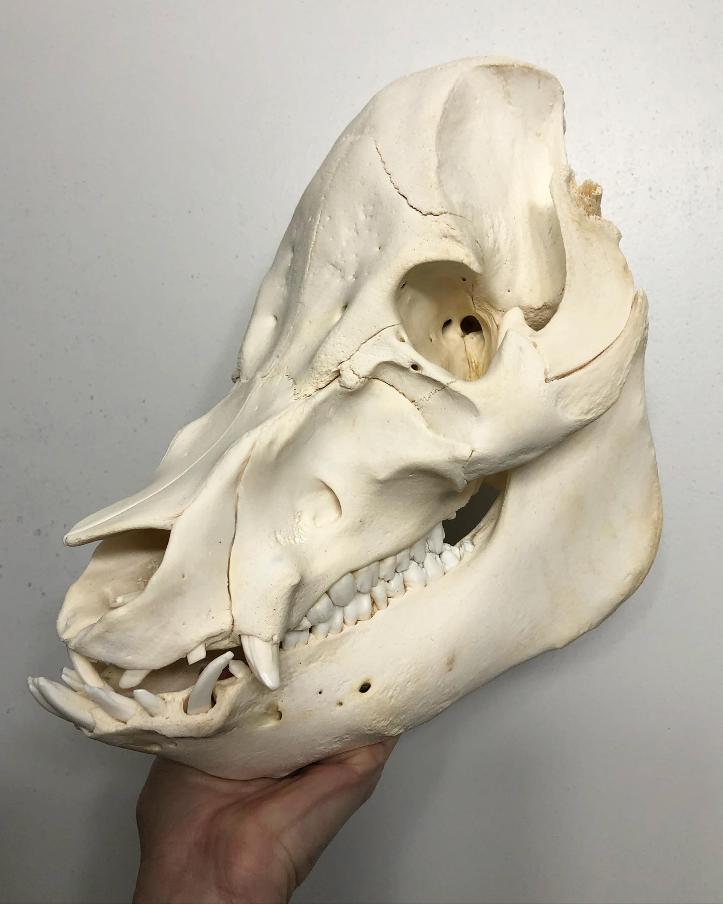 Asian palm civet skull articulation process