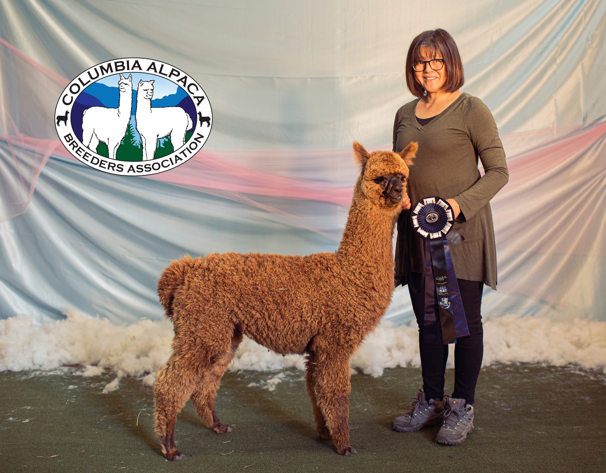 Sunny Alpacas | Blaine WA