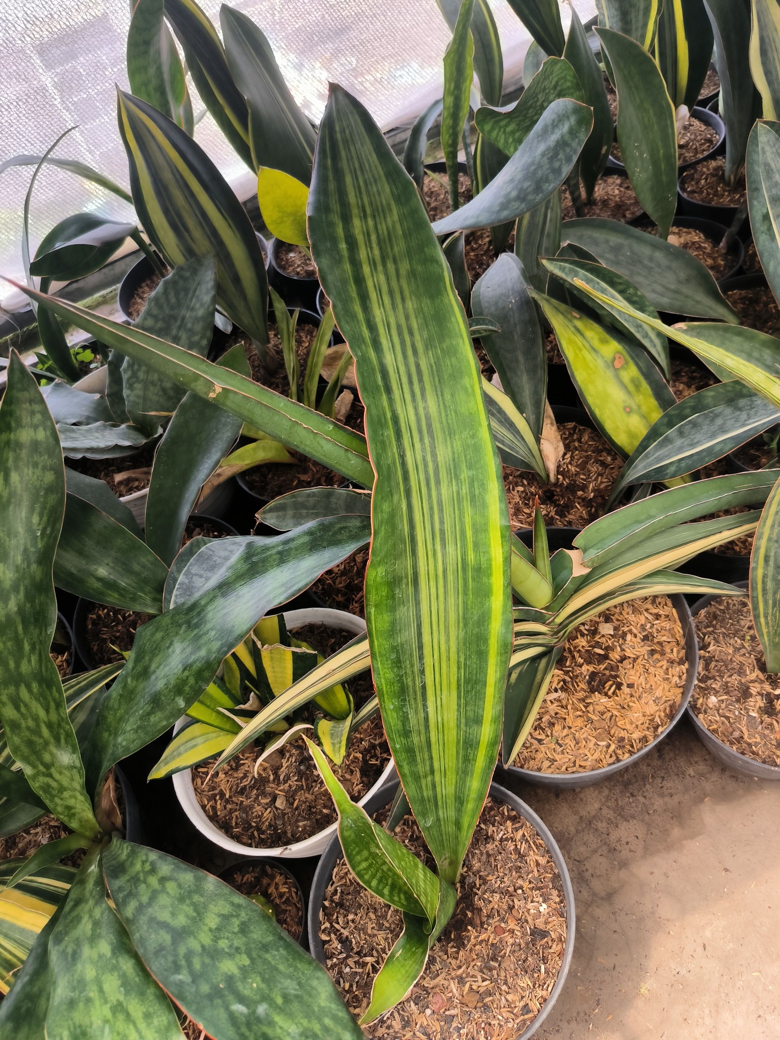 Sansevieria mafinga 'km.10 white variegated'
