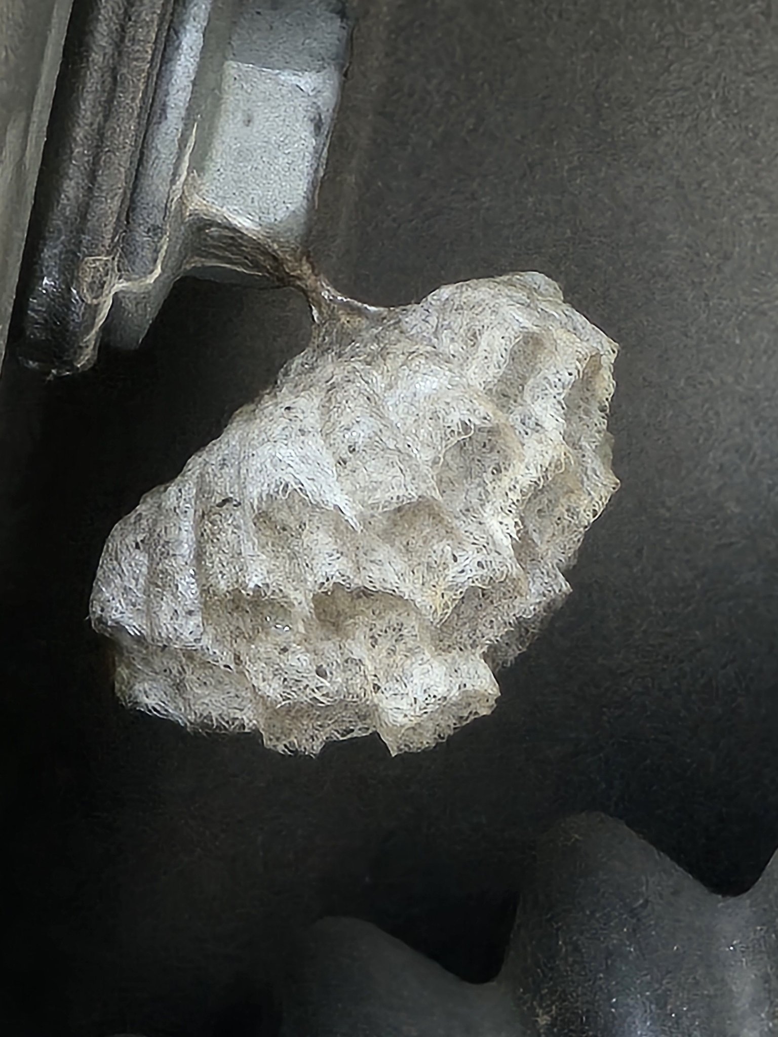 What is this wasp nest-like object in my car door? | Redmond, OR