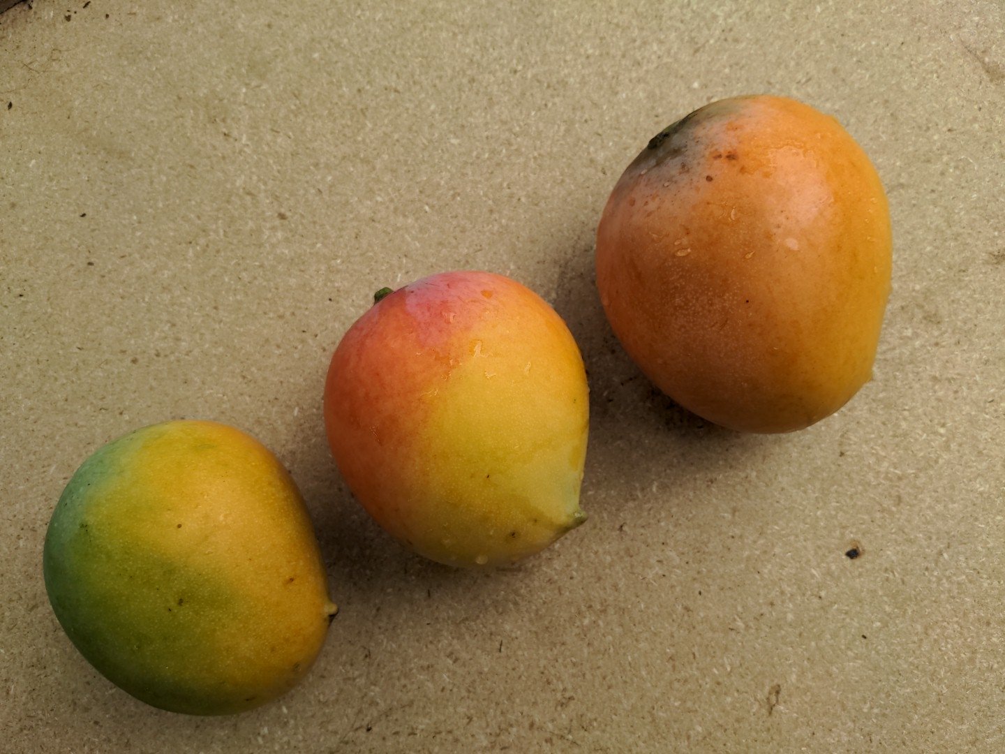 What variety of mango tree is this in Big Island, Hawaii?