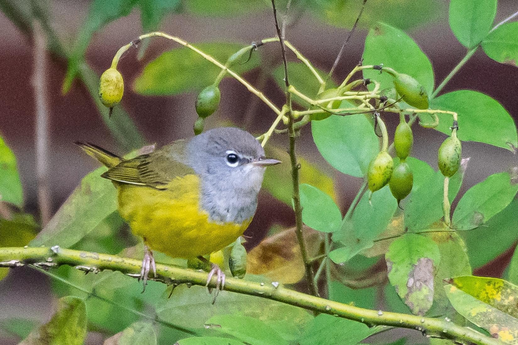 Washington DC bird species rarity list