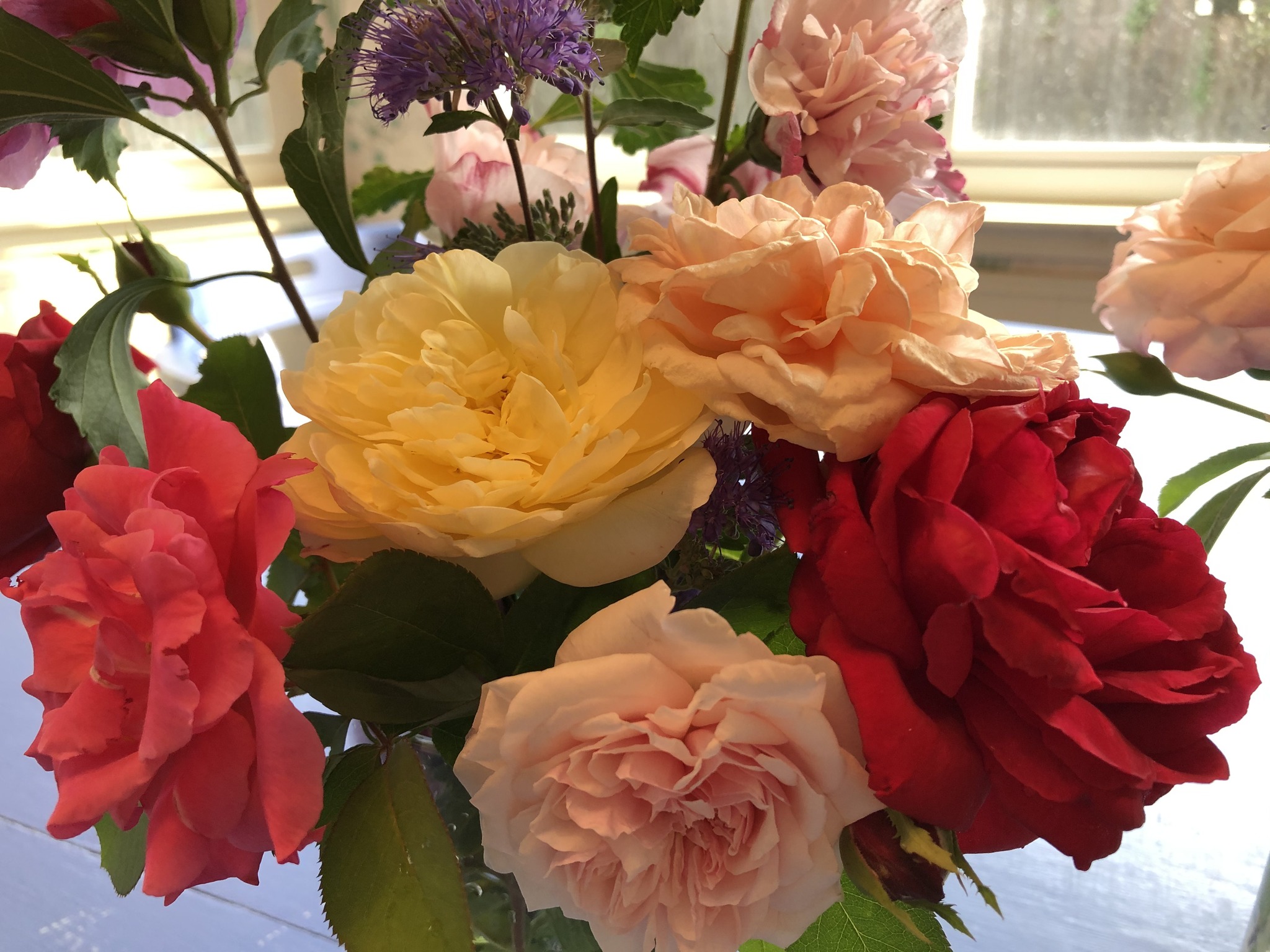 Magnificent Roses | Facebook