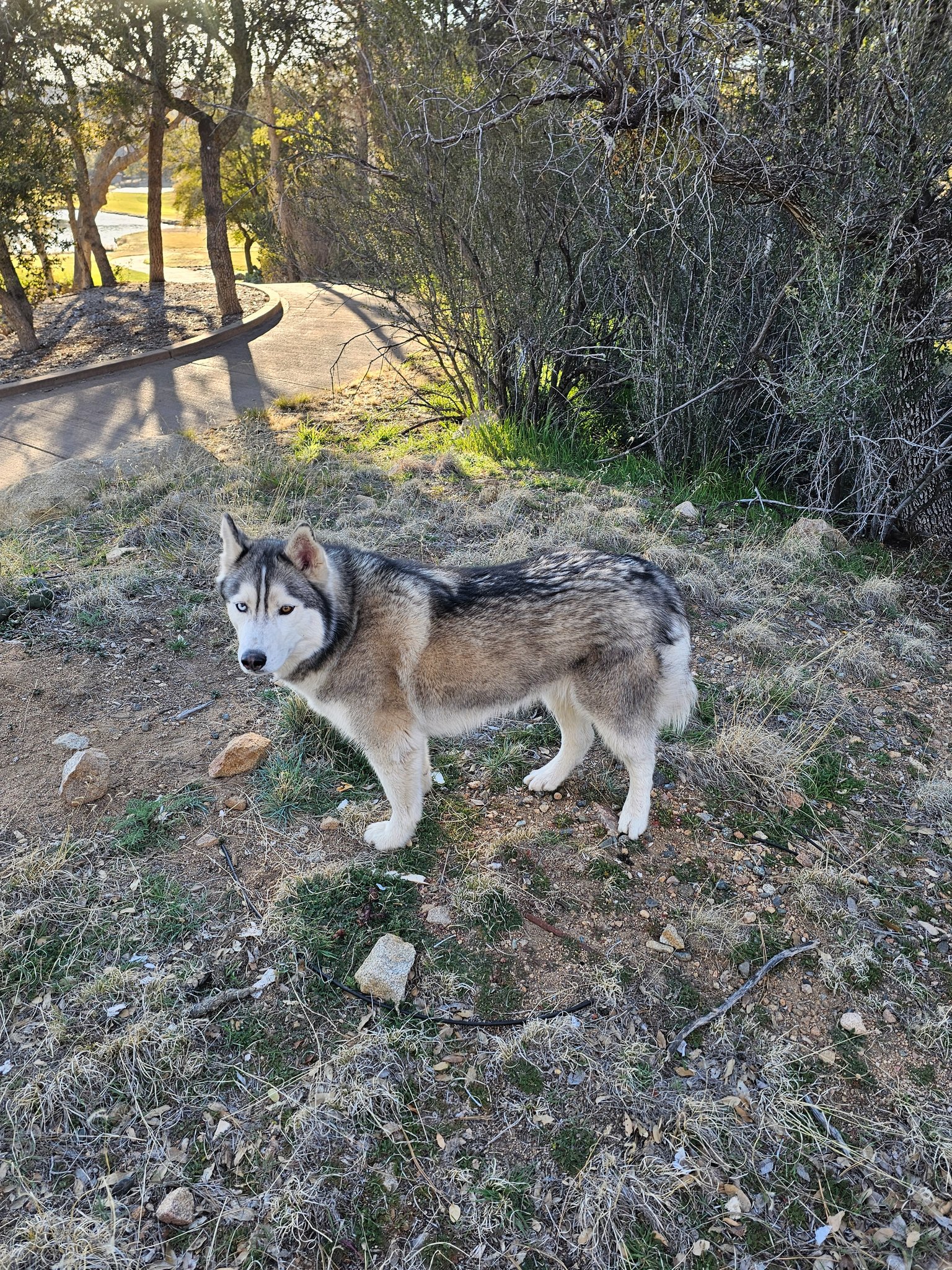 Lost husky dog near Navajo and Sunset Road | Twentynine Palms, CA