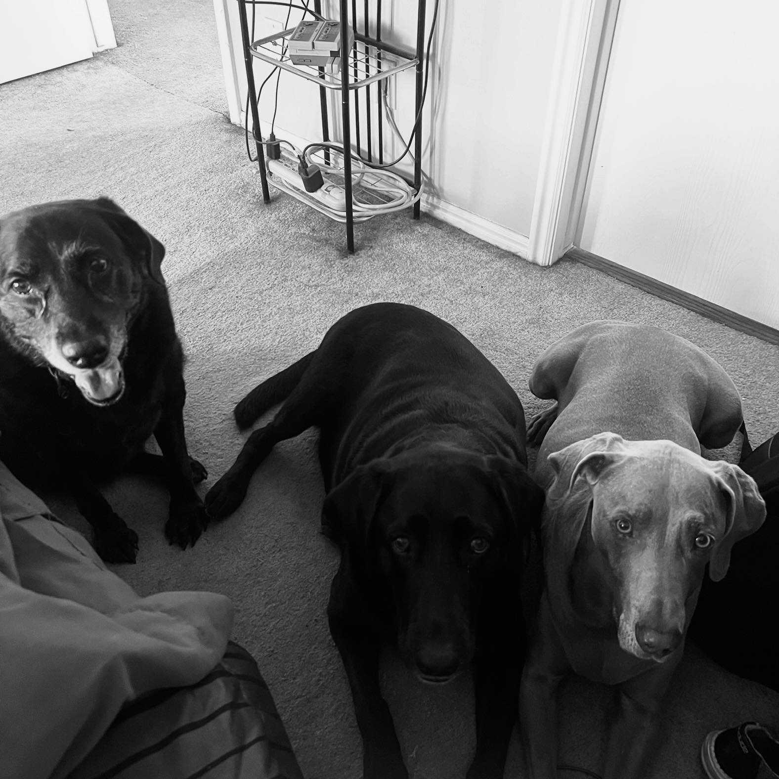 Black Labrador Group | My friends 18 week old lab pup is losing the fur ...