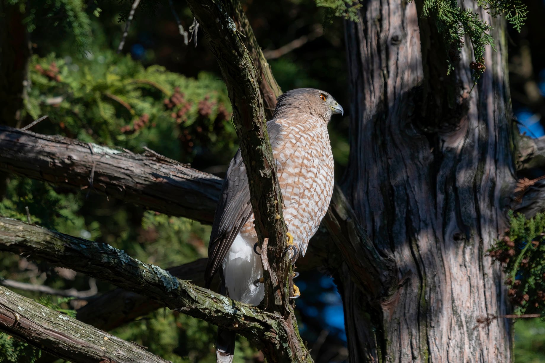 What type of bird is this in Washington DC?