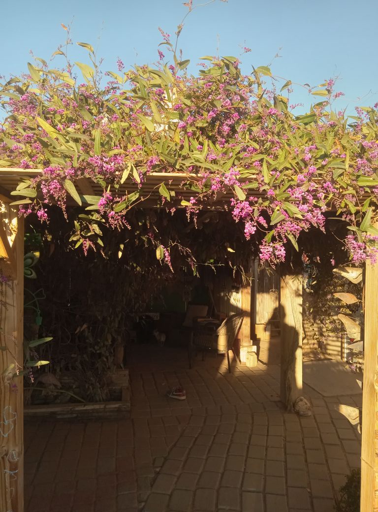 Ganesha vine in full bloom