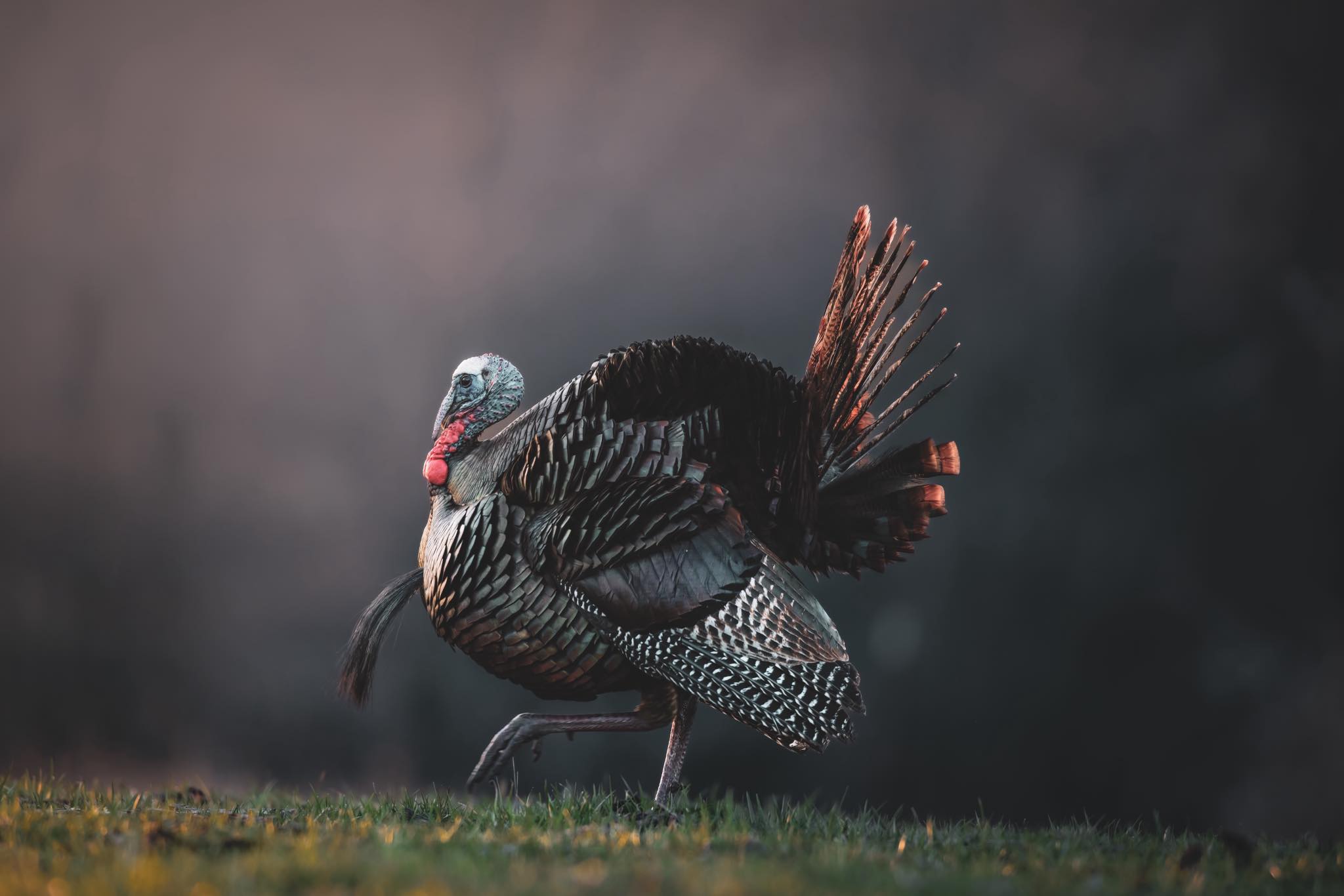 The National Wild Turkey Federation | Edgefield SC