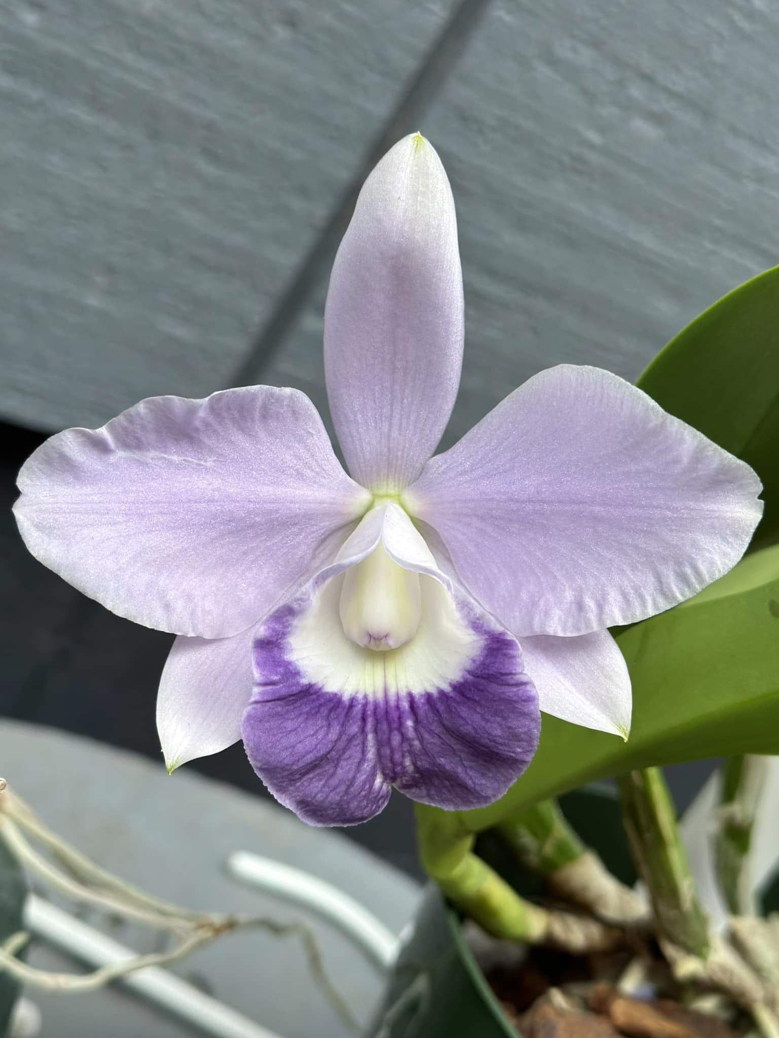 Blue Hawaii orchid, a coerulea form of LC Mini Purple