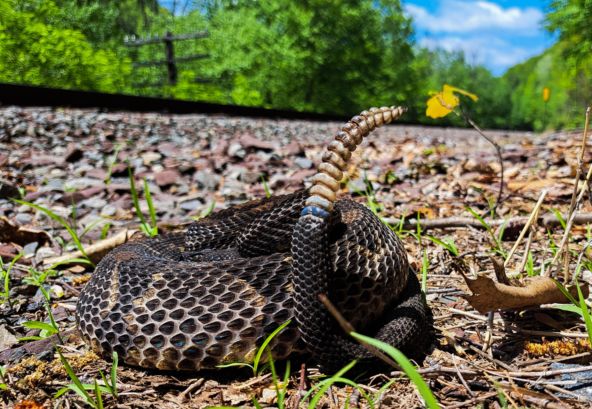 Rattlesnake appreciation: venom-based medical treatments