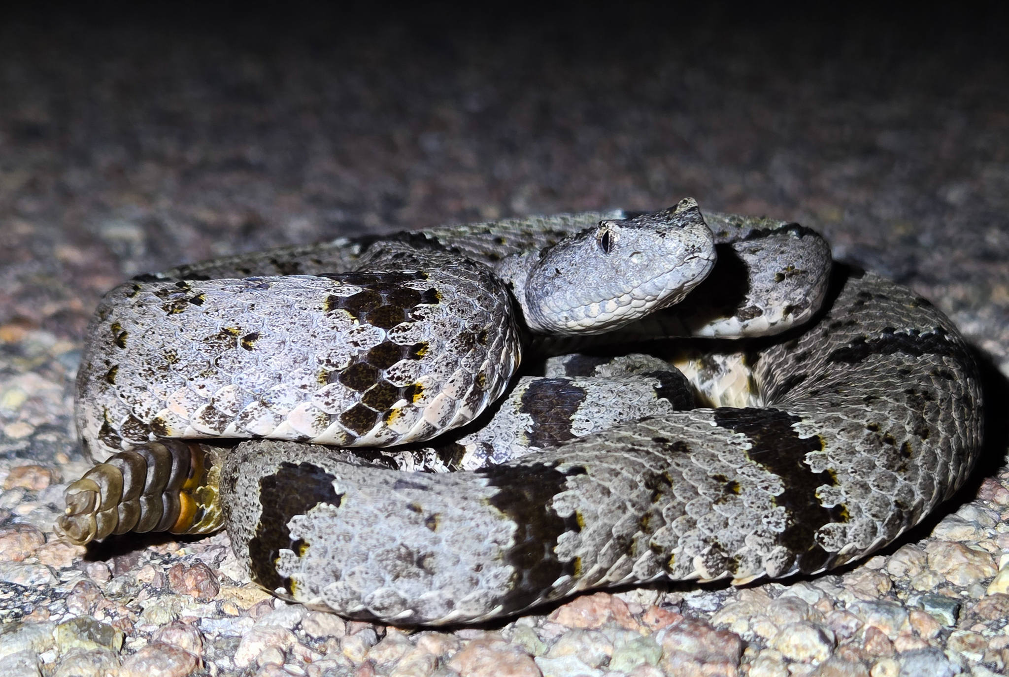 Rattlesnake appreciation: venom-based medical treatments