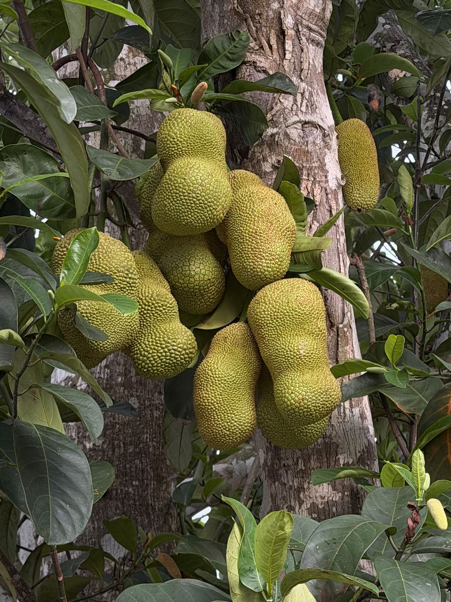 Cempedak fruit description and uses