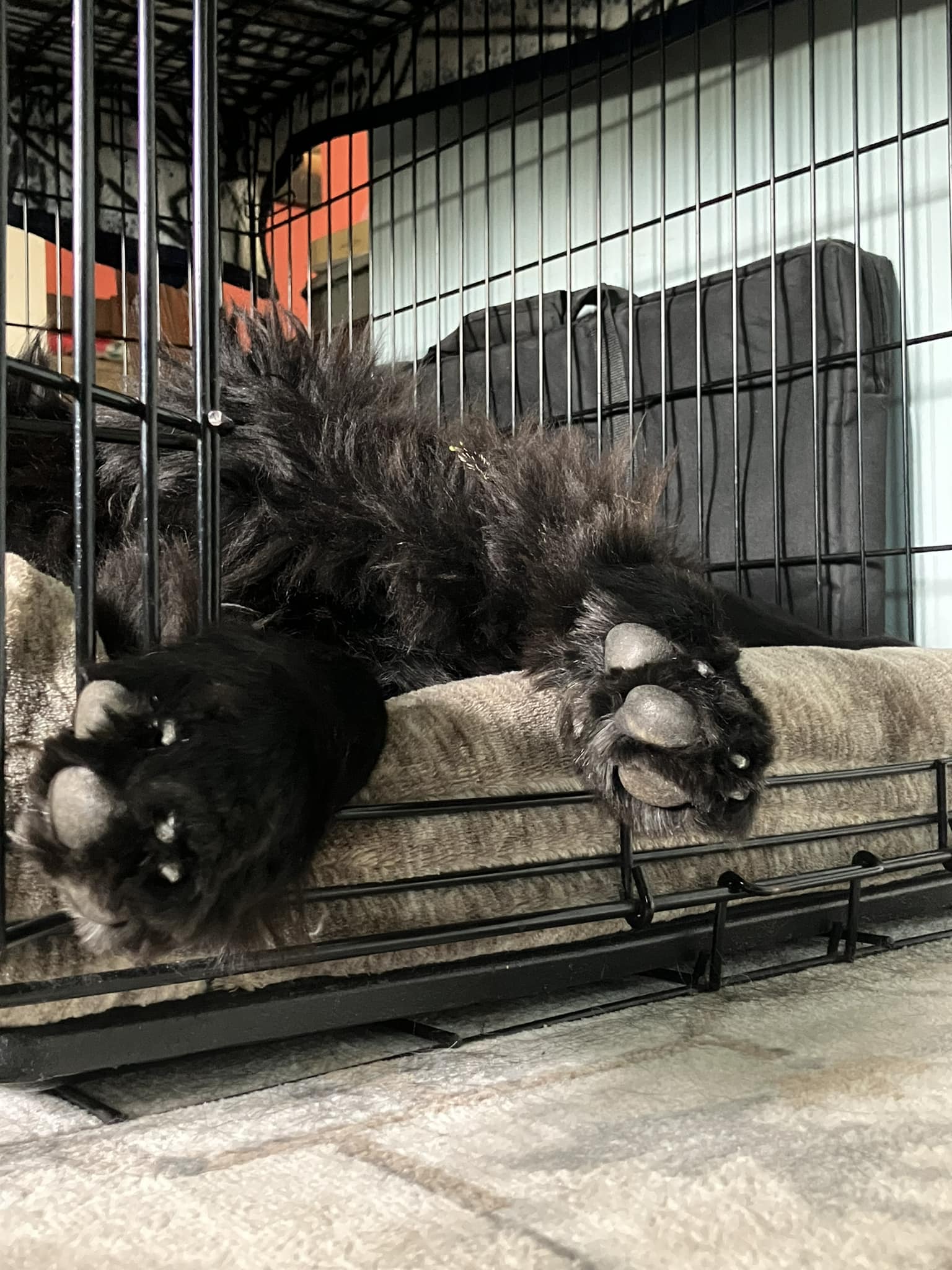 What crate is best for a newfoundland dog?