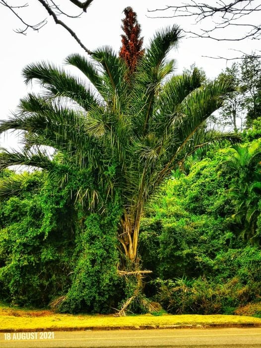 What is this palm tree species in KZN with yellow/orange fruit?