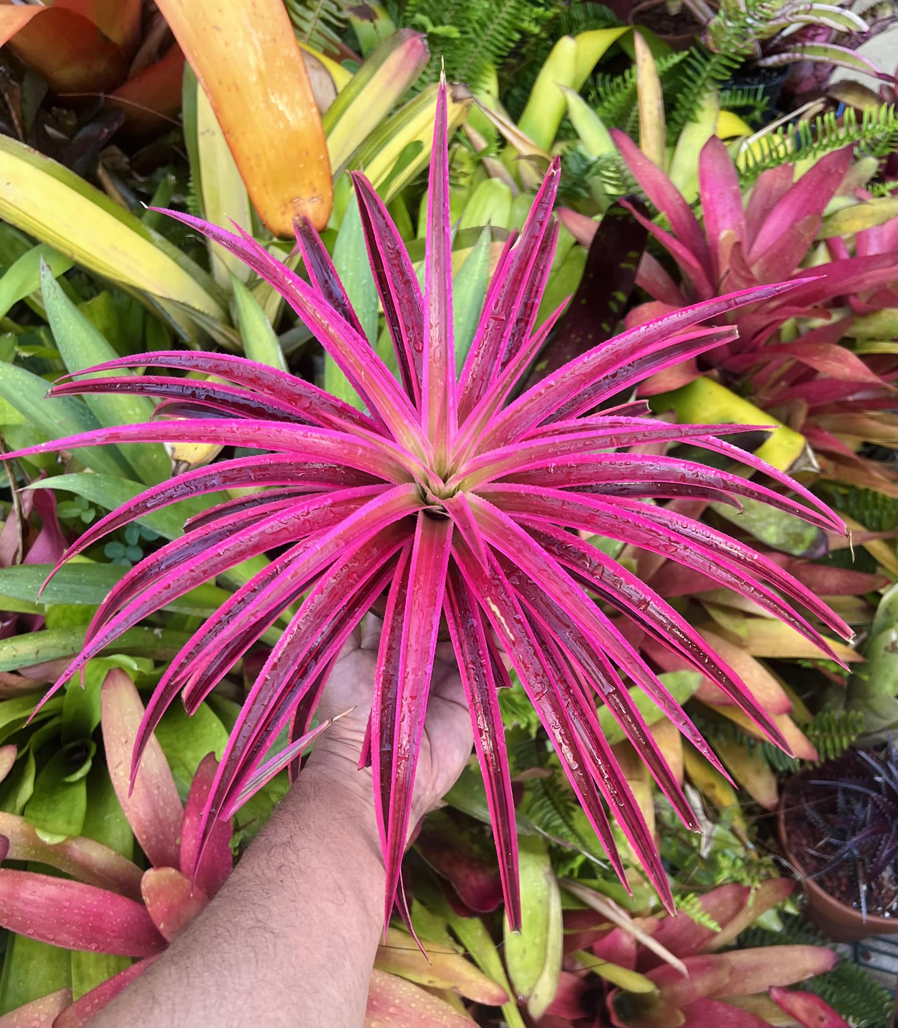 x Sincoregelia 'Galactic Warrior'