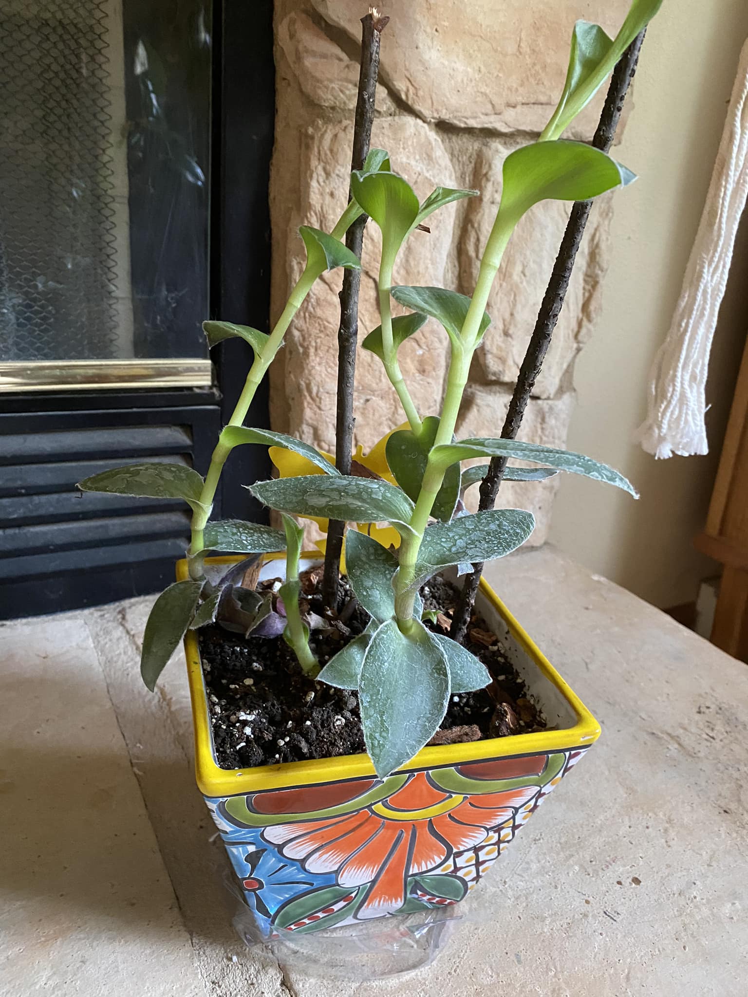 What is this furry tradescantia plant and how to grow Sitara type