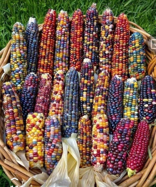 カラフルソルガム　{Colorful A } インディアンコーン Indian Corn with so many Colors