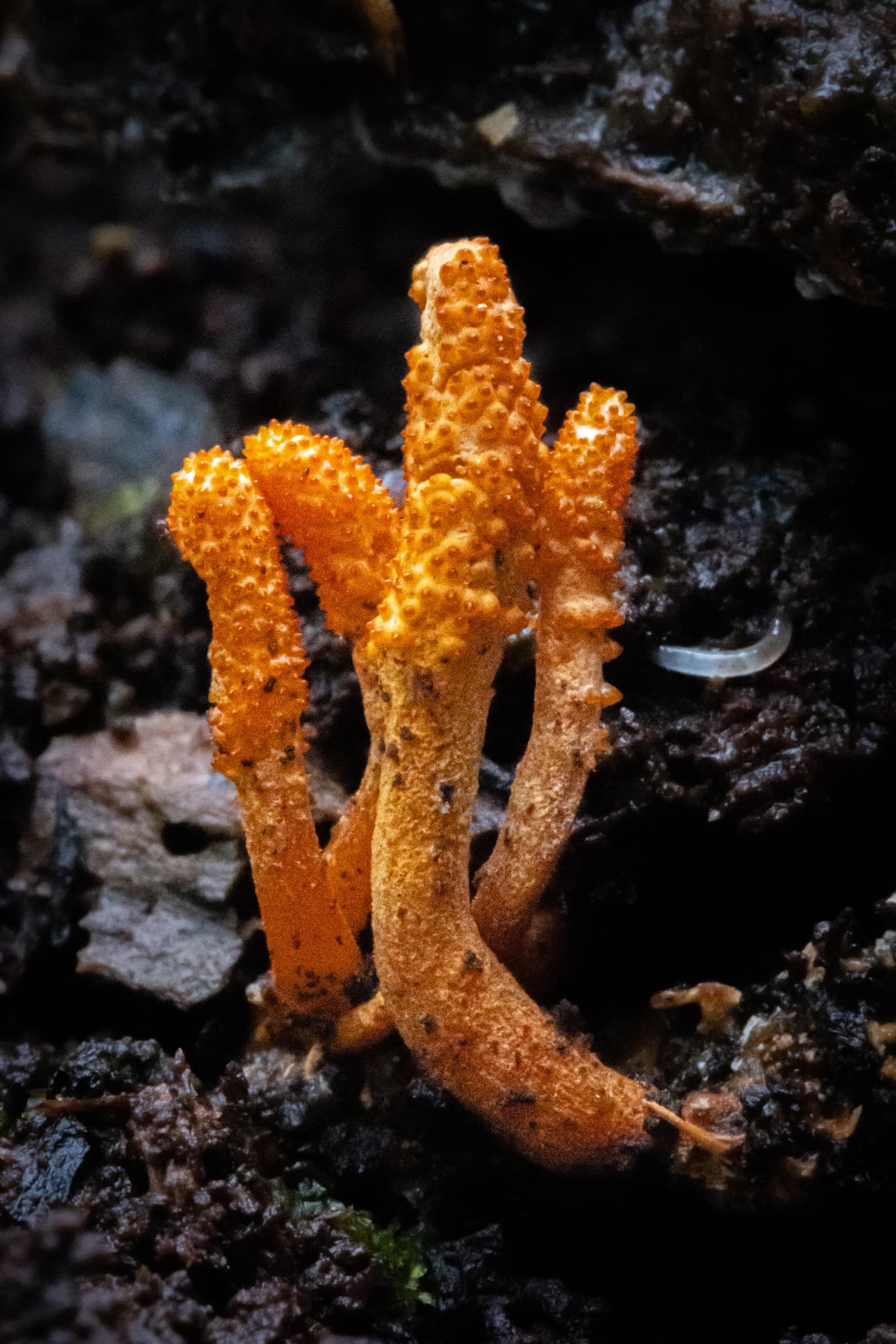 What is this tiny orange fungus on a rotten log?