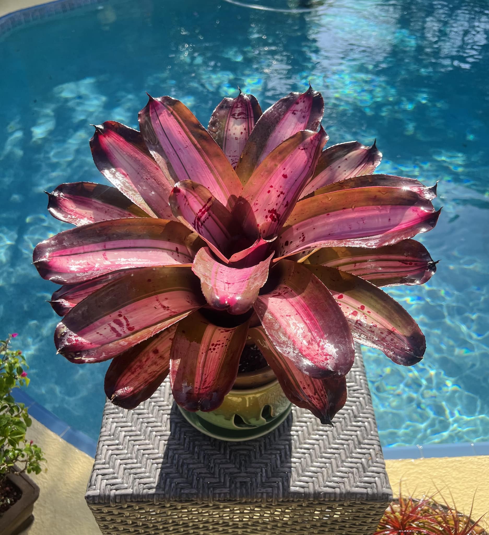 Deep, Dark, and Desirable, Neoregelia ' Black Opal