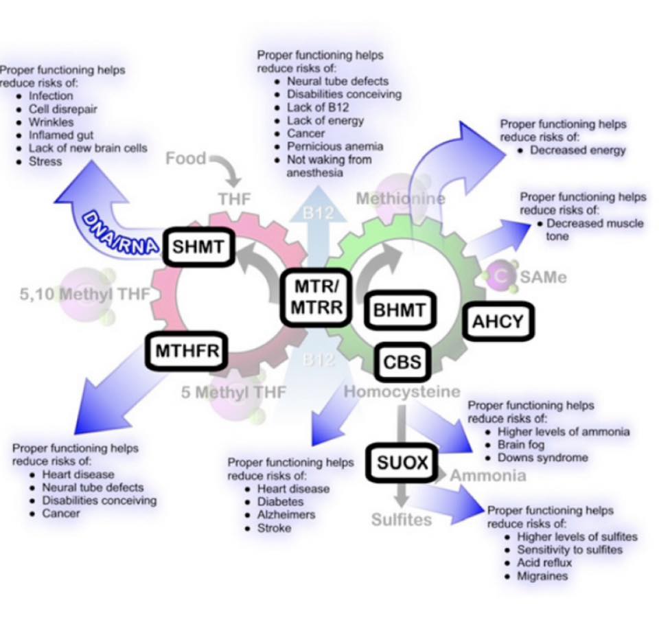 Bypassing MTHFR,COMT,VDR,CBS….Methylation cycle. | I have mthfr c677t ...