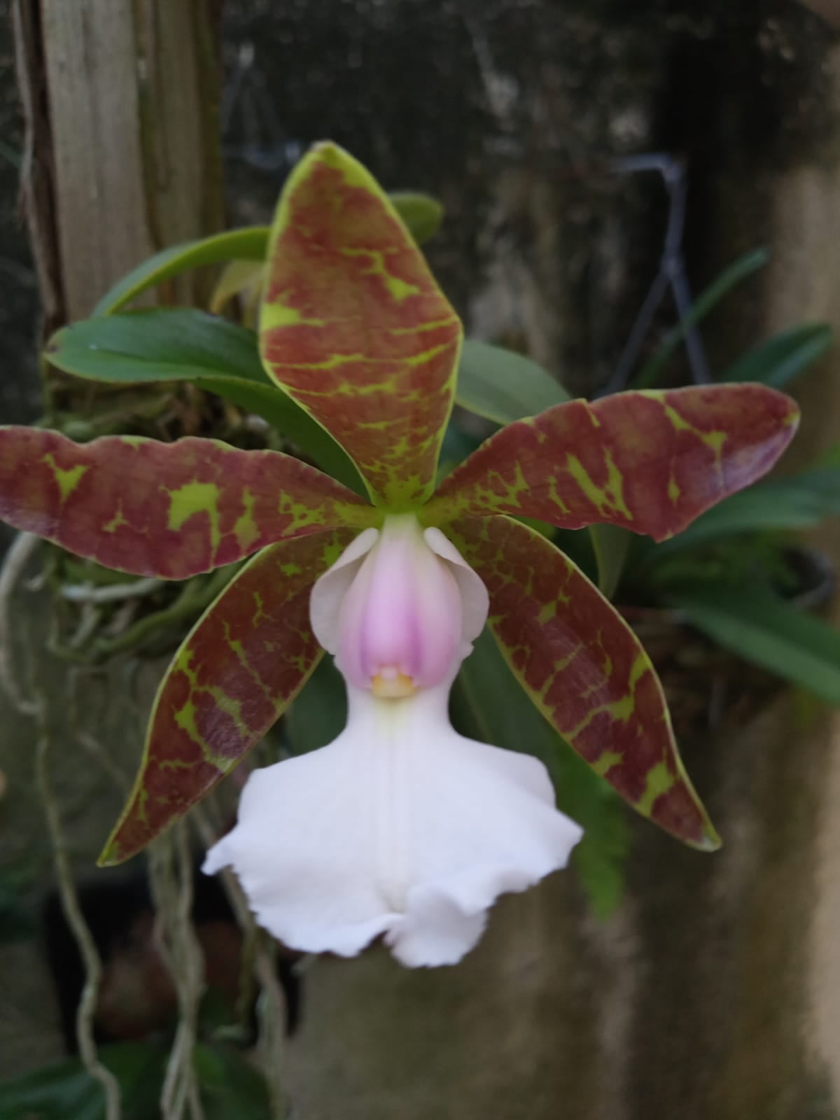 Cattleya aclandiae albescens 'Pentecostes' OA orchid