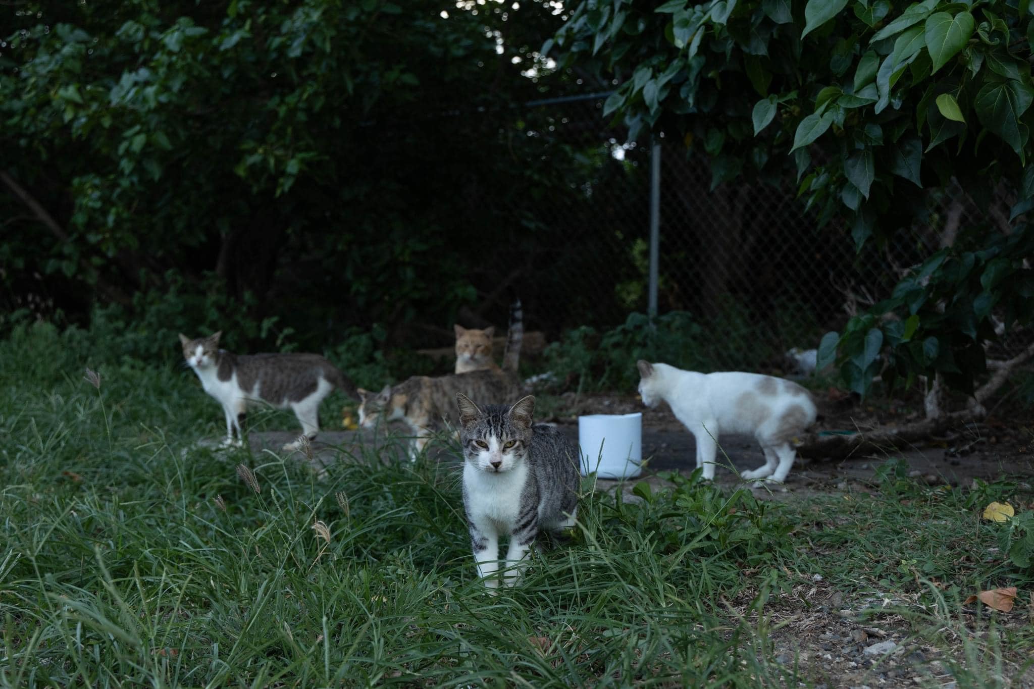 FUR-iend Flight volunteers, fosters, adopters and furiends | Facebook