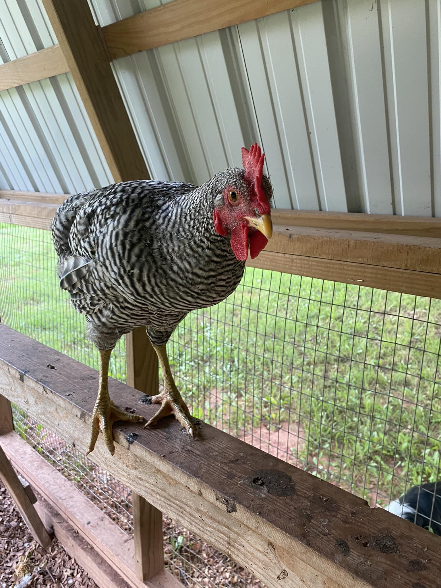 Can two roosters be kept with eight hens in a small coop?