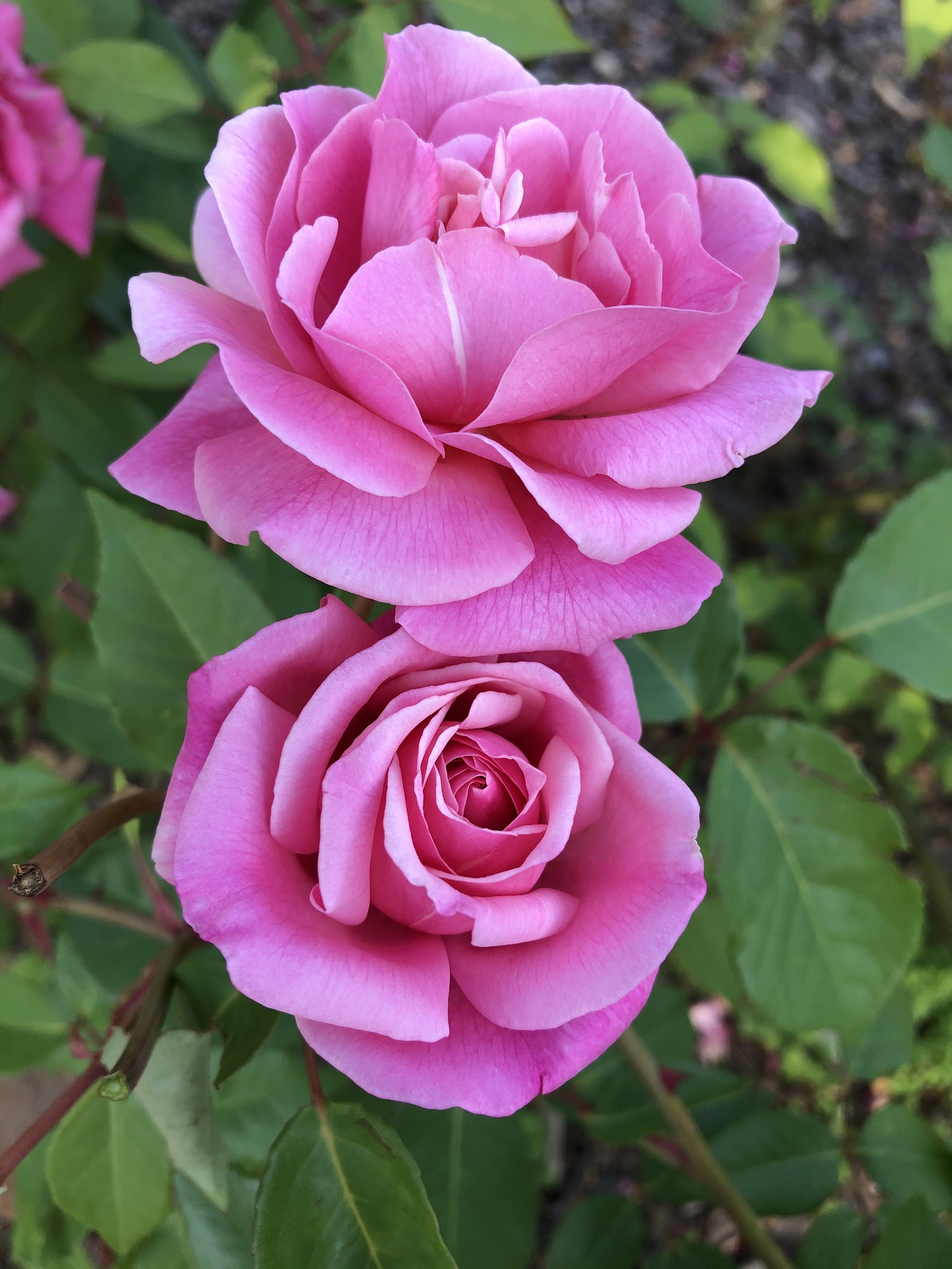 Magnificent Roses | Facebook