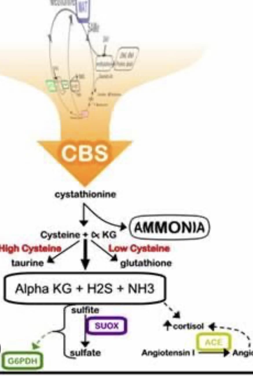 What are the effects of the CBS C699T SNP mutation?