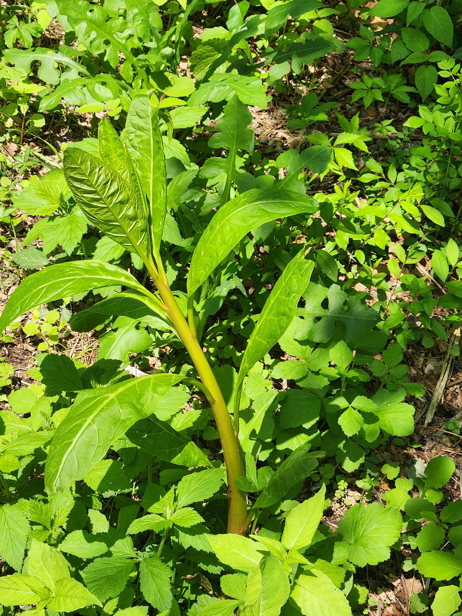 outwest tobacco snyder tx What is the best plant for smoking in your area?