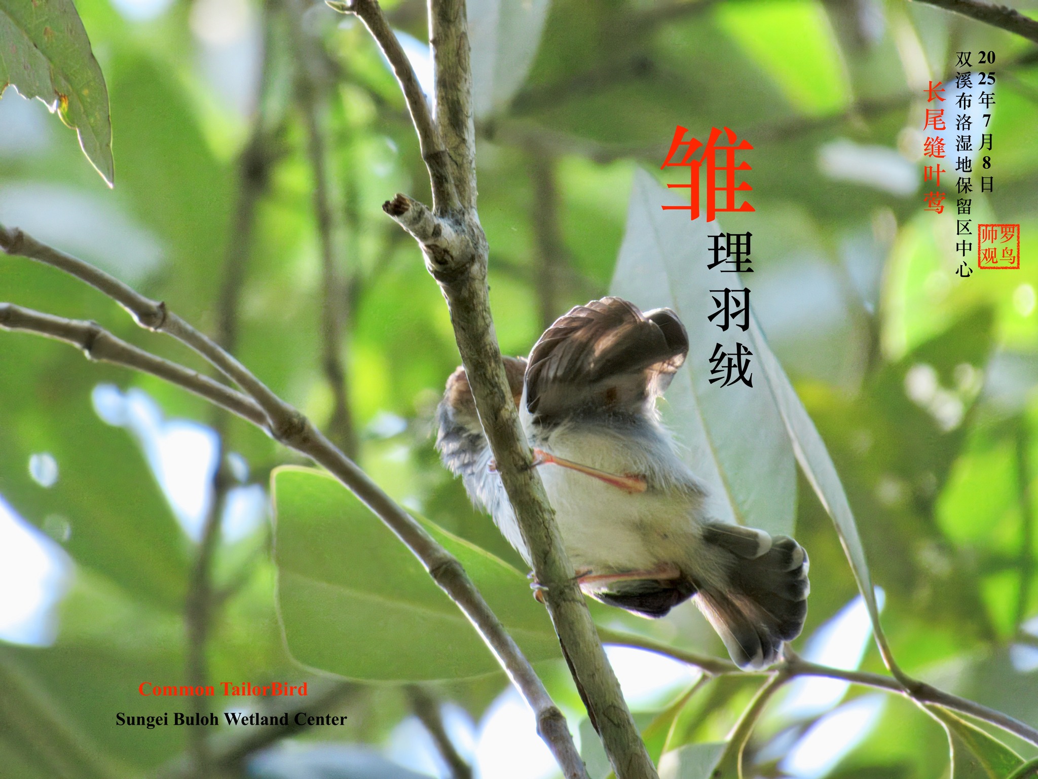 雏鸟游林。 长尾缝叶莺Common Tailor Bird **双溪布洛湿地保留区中心 