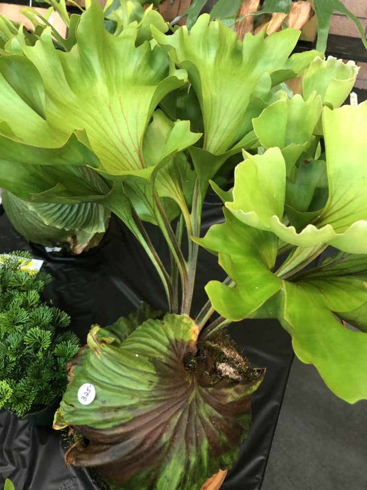 Rare platycerium ridleyi orchid species found in SF