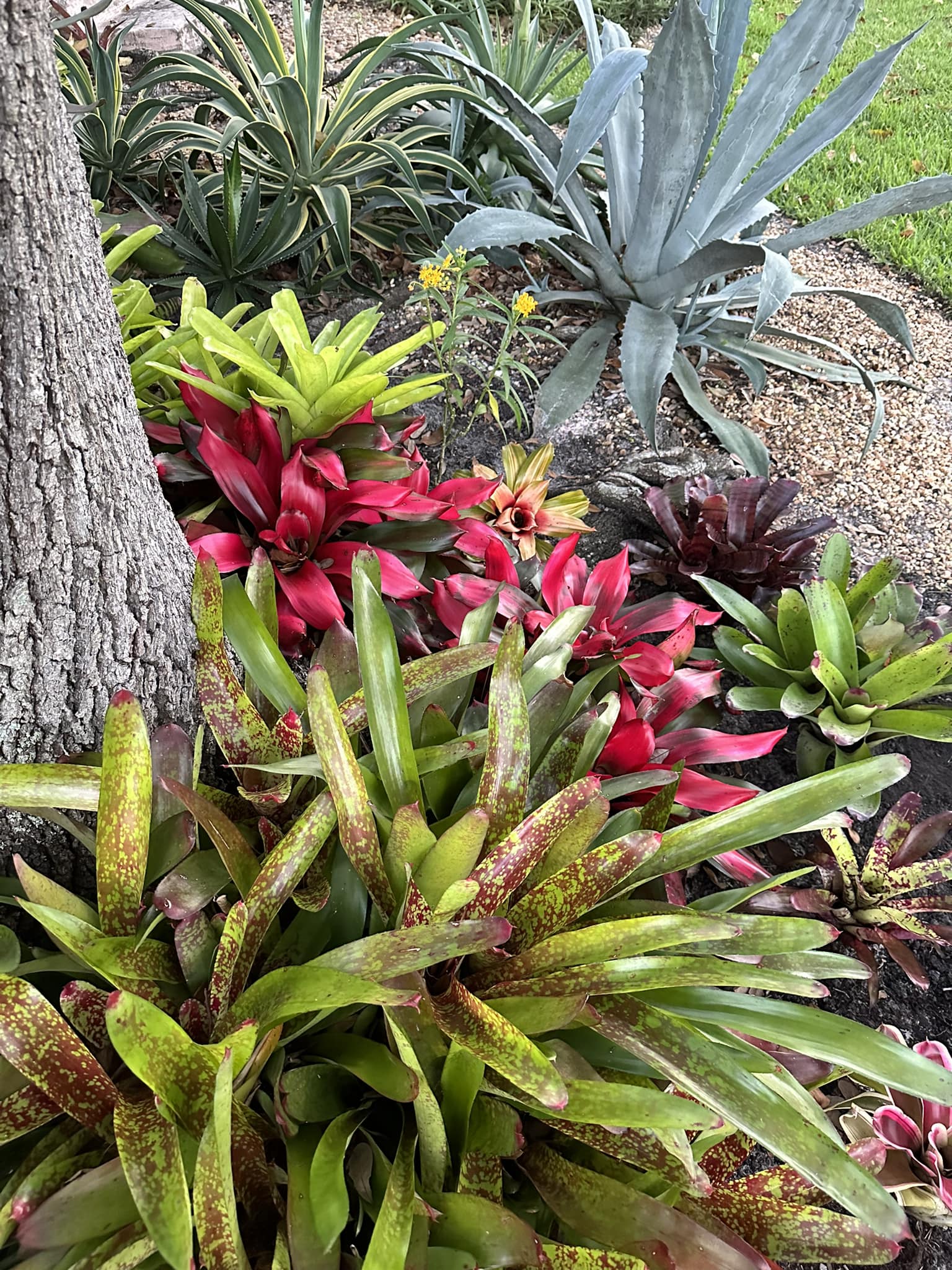 Agave Montana surrounded by Ice Plant flowers. Z6 Toronto 🇨🇦