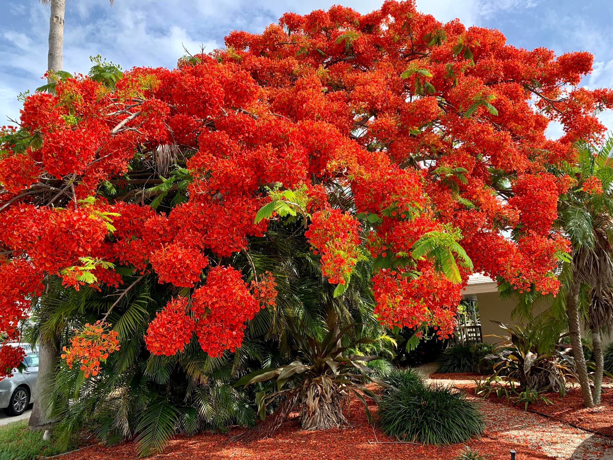 Where can I find a beautiful Royal Poinciana tree in Vero Beach to
