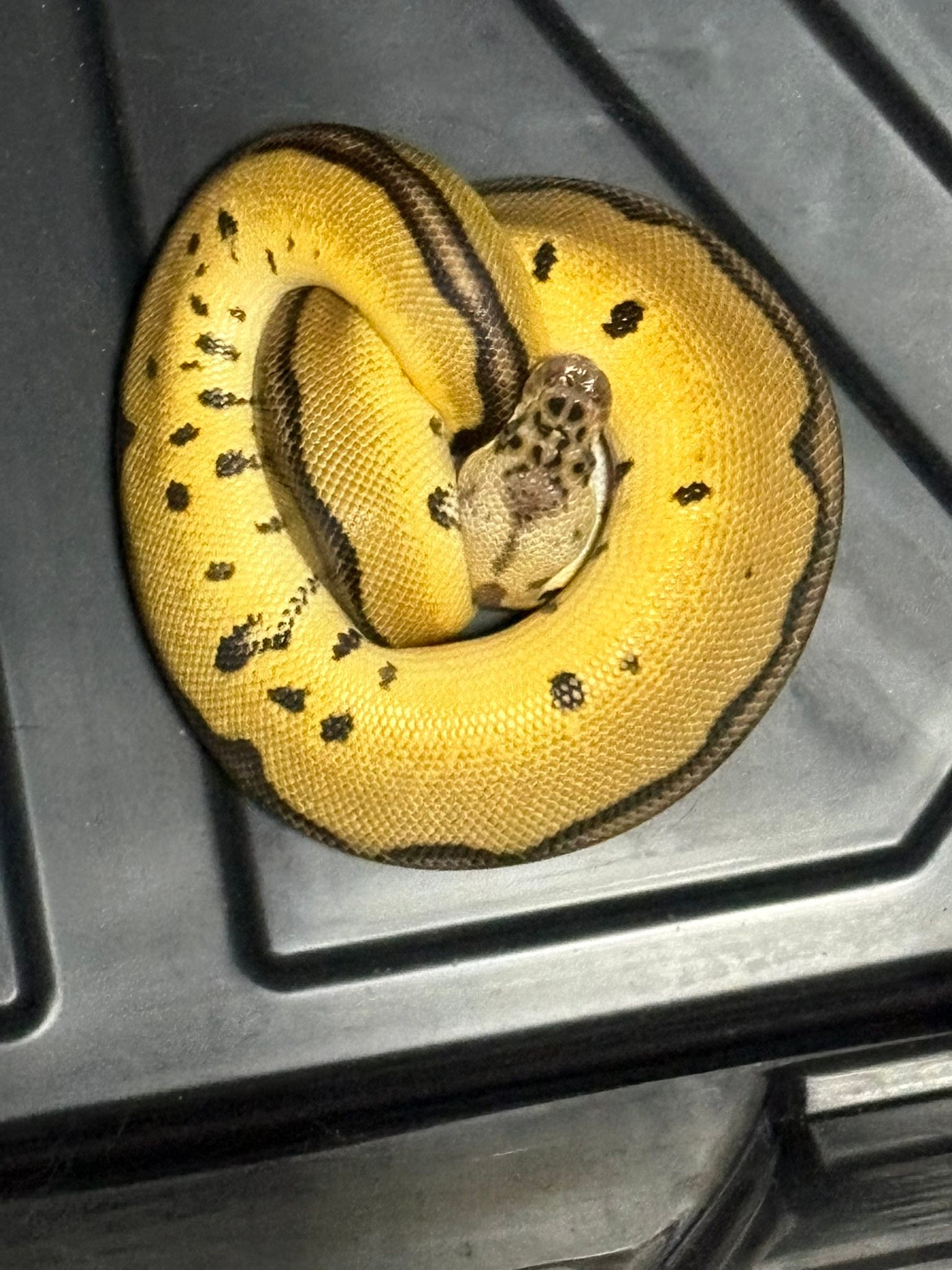 What to name a pastel leopard clown ball python?