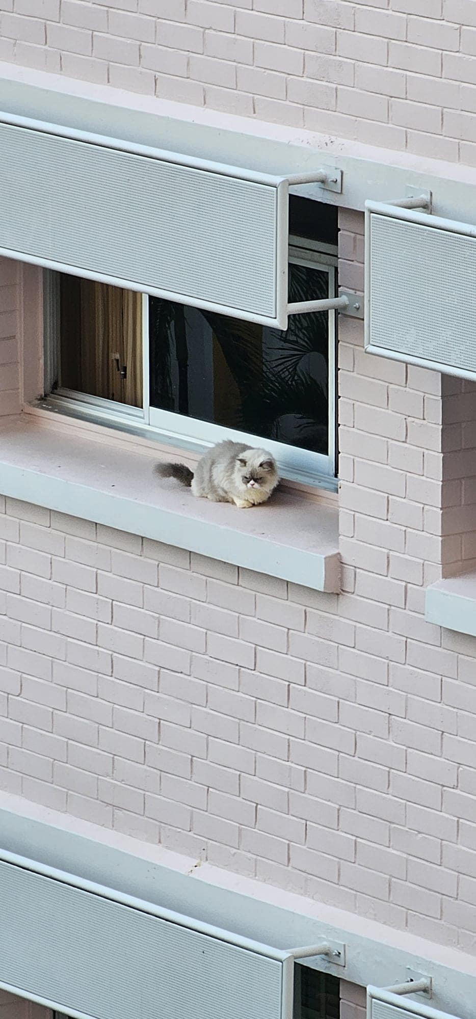 Who to report cat falling hazard to in Singapore?