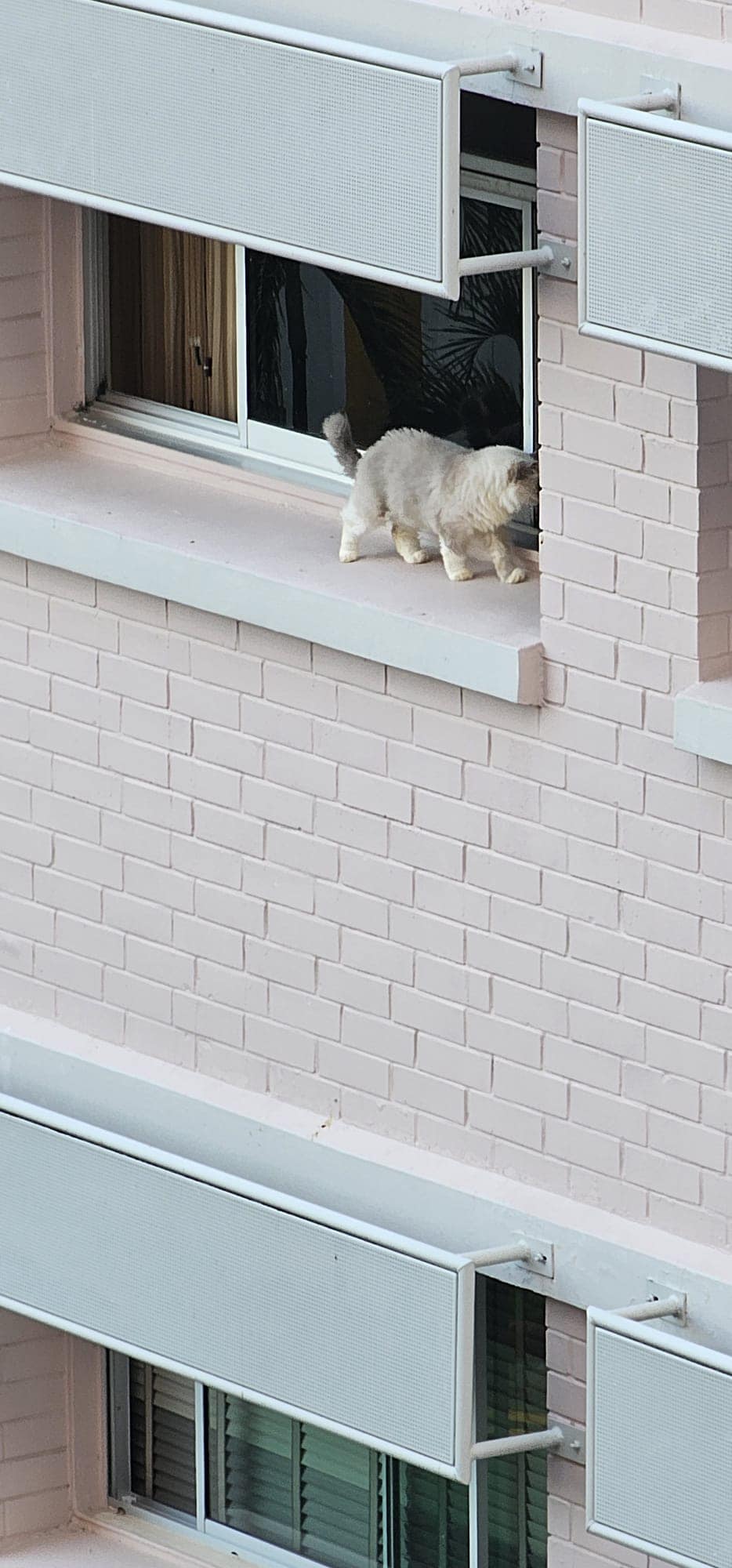 Who to report cat falling hazard to in Singapore?