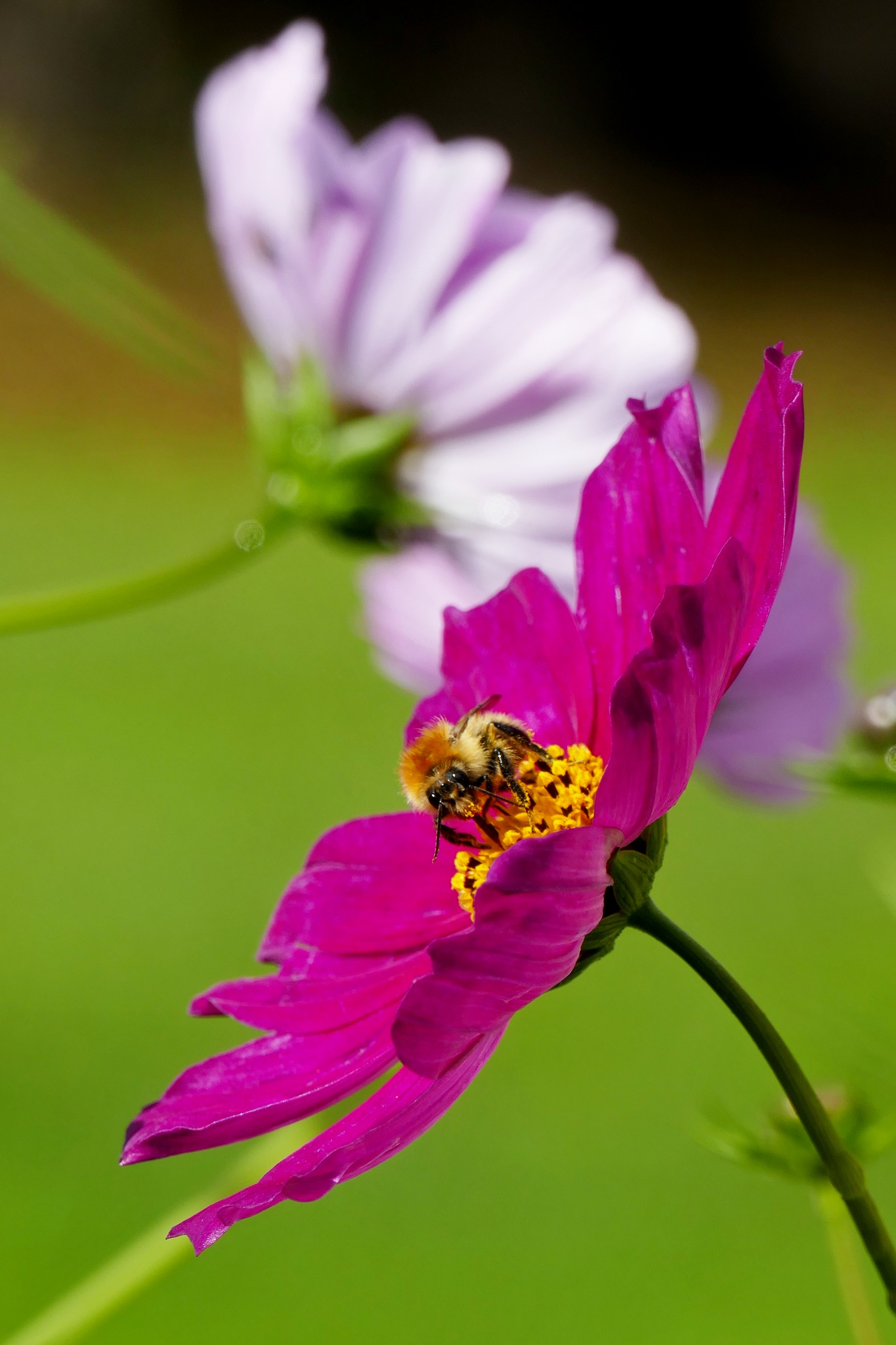 Shot with a Panasonic Lumix DMC FZ-1000 with a Leica zoom lens (25 
