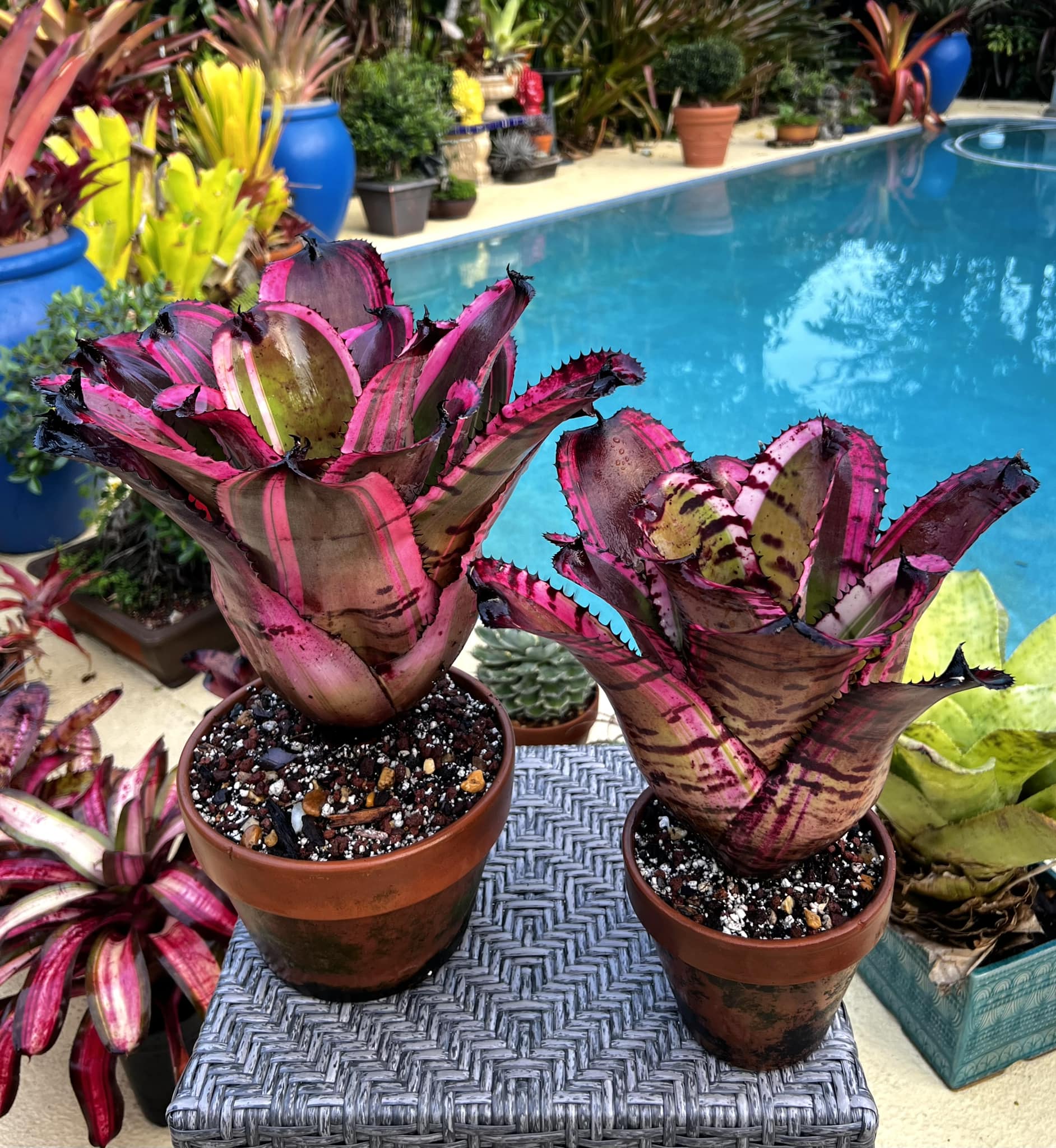 ブロメリア・エアープランツ Neoregelia Super Charged ブロメリア・エアープランツ Neoregelia Super Charged ブロメリア