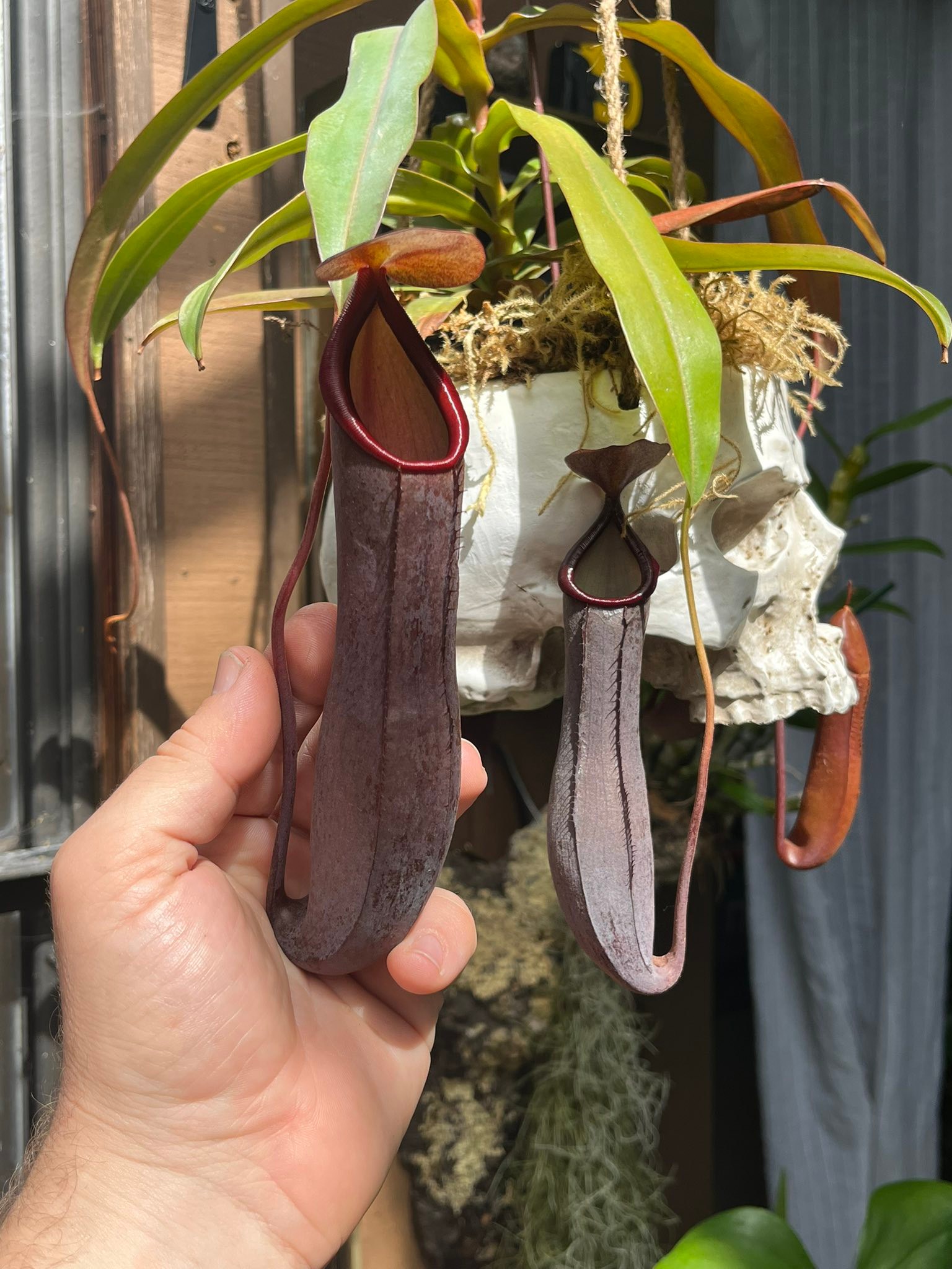 Unique deep red pitcher plant, possibly mislabeled as Nepenthes alata