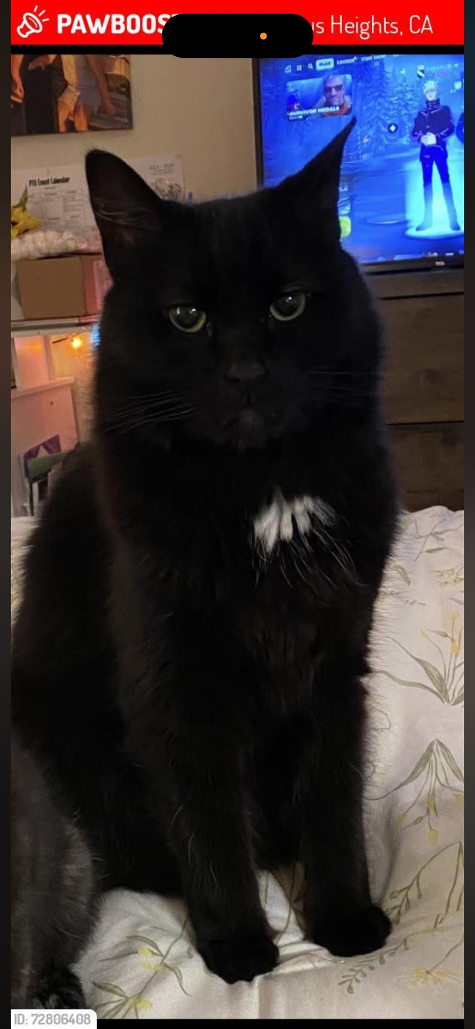 Lost black cat with nick on ear in Sacramento