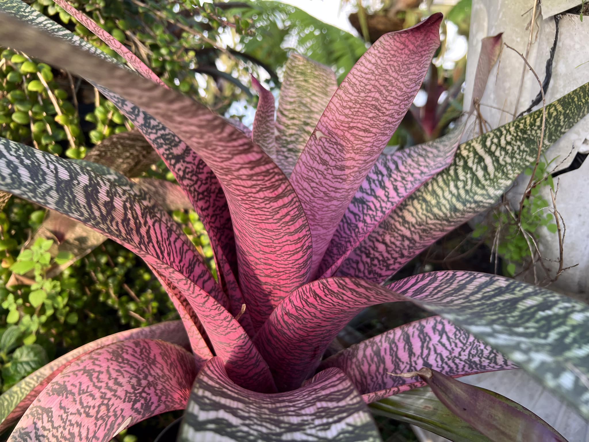 Vriesea - Niagara fall -Maroochy smooth -sushi - Green Goblin x 