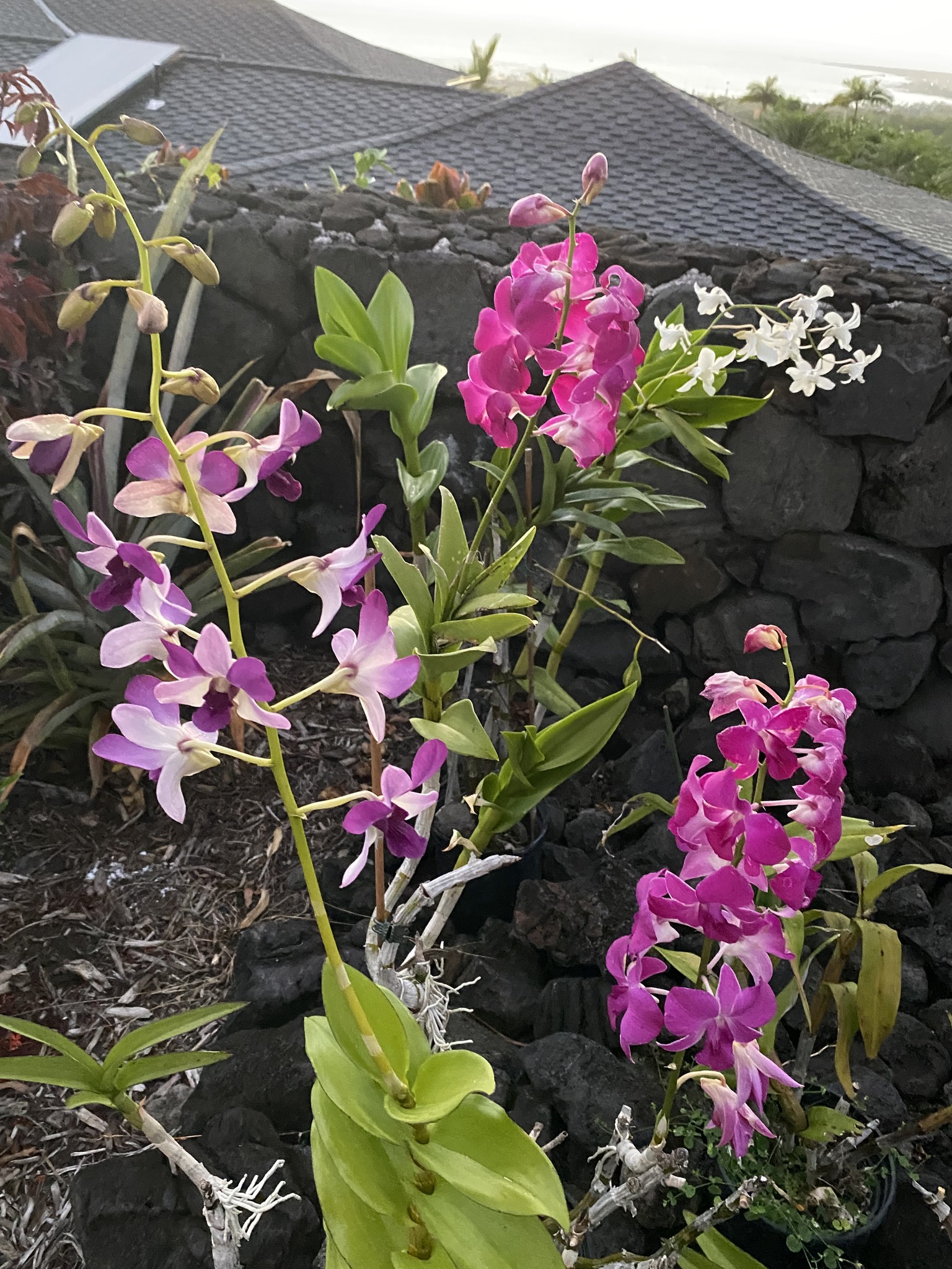 Blc Goldenzelle 'Orange Pumpkin' orchid on display