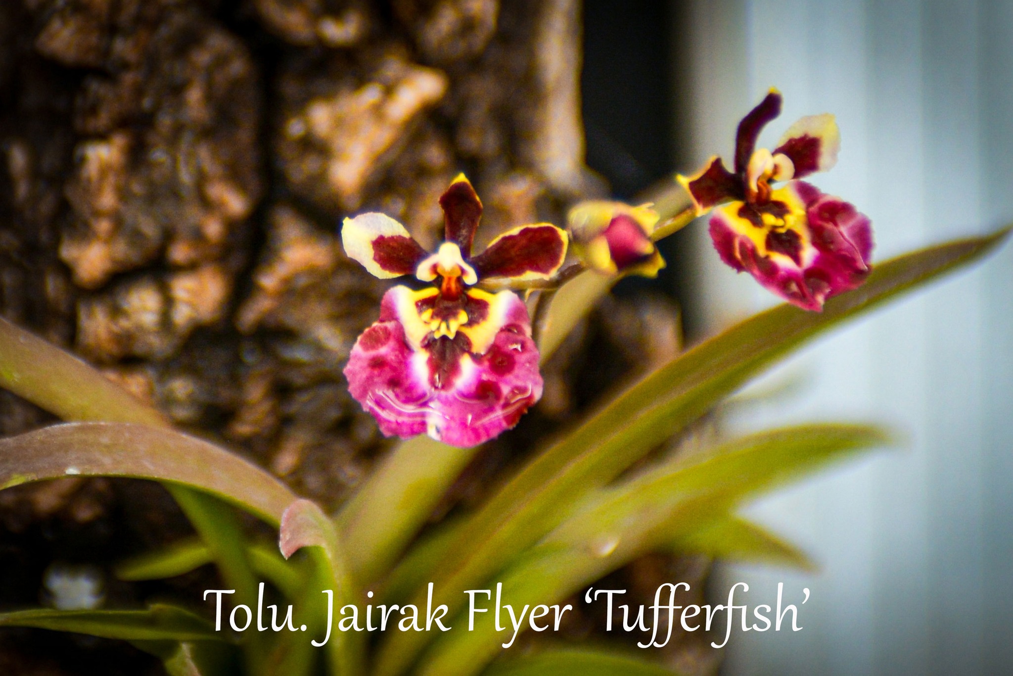 世界の野生蘭ORCHID　ATLAS VOL.4 デンドロビウム・バルボフィルム Pictures from the Greenhouse today Den. n.Phalaenopsis 'Enobi' Den