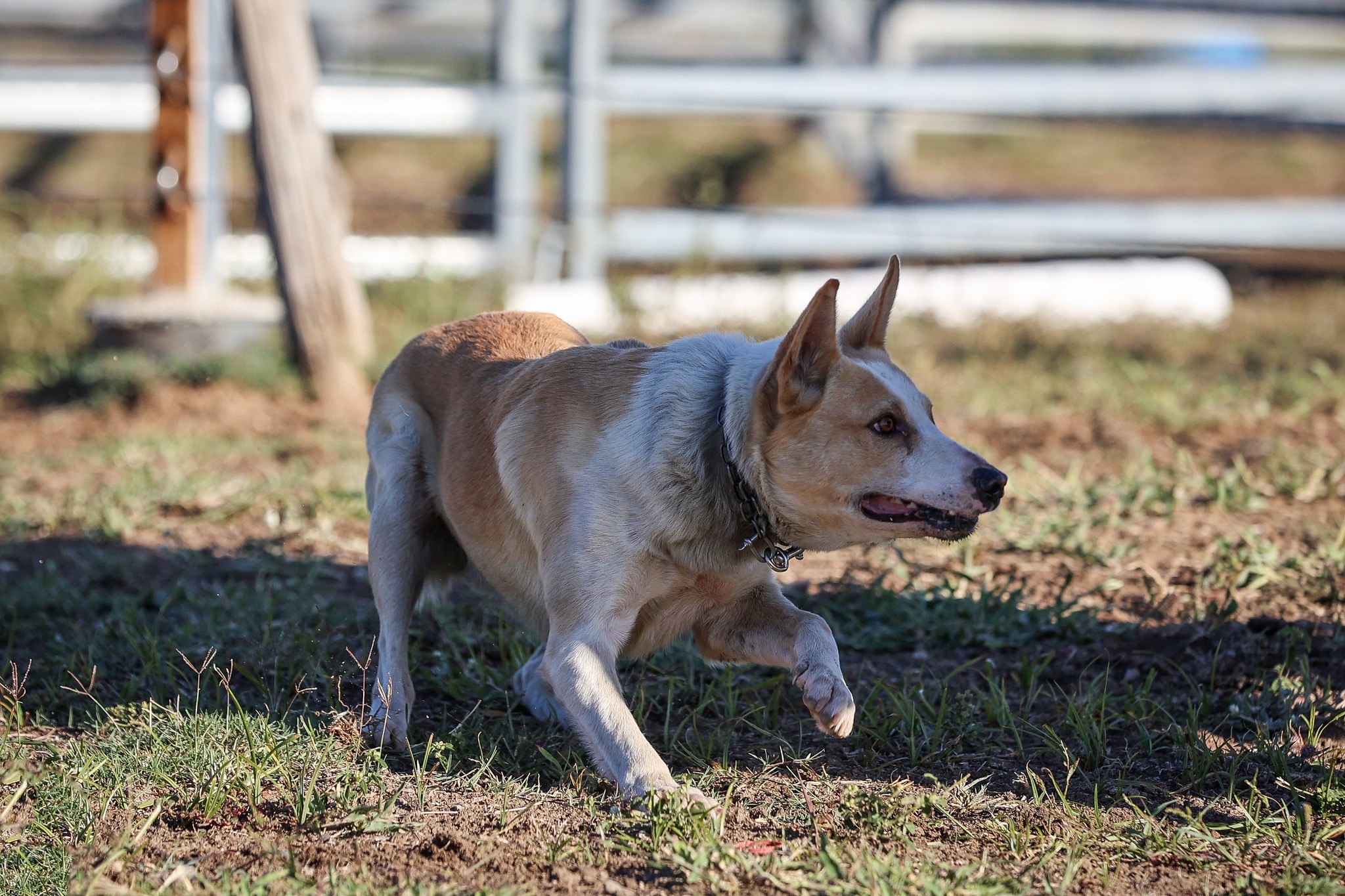 SSP Working Dogs | Facebook
