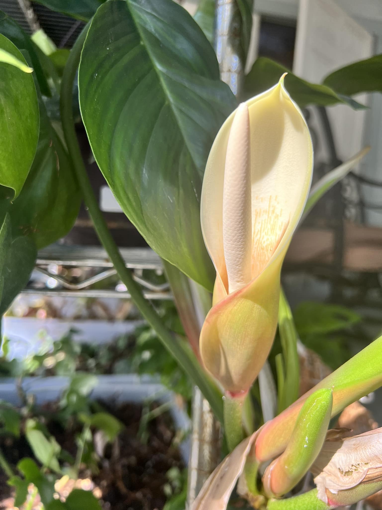 Cryptanthus 'Love Potion # 9' ready to bloom.