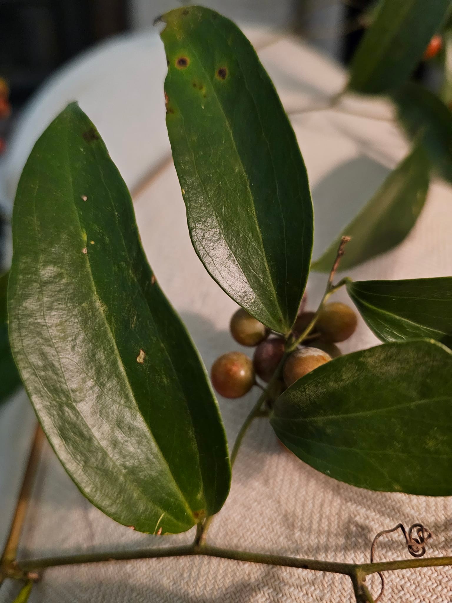 What is the name of the plant with berries having two seeds?
