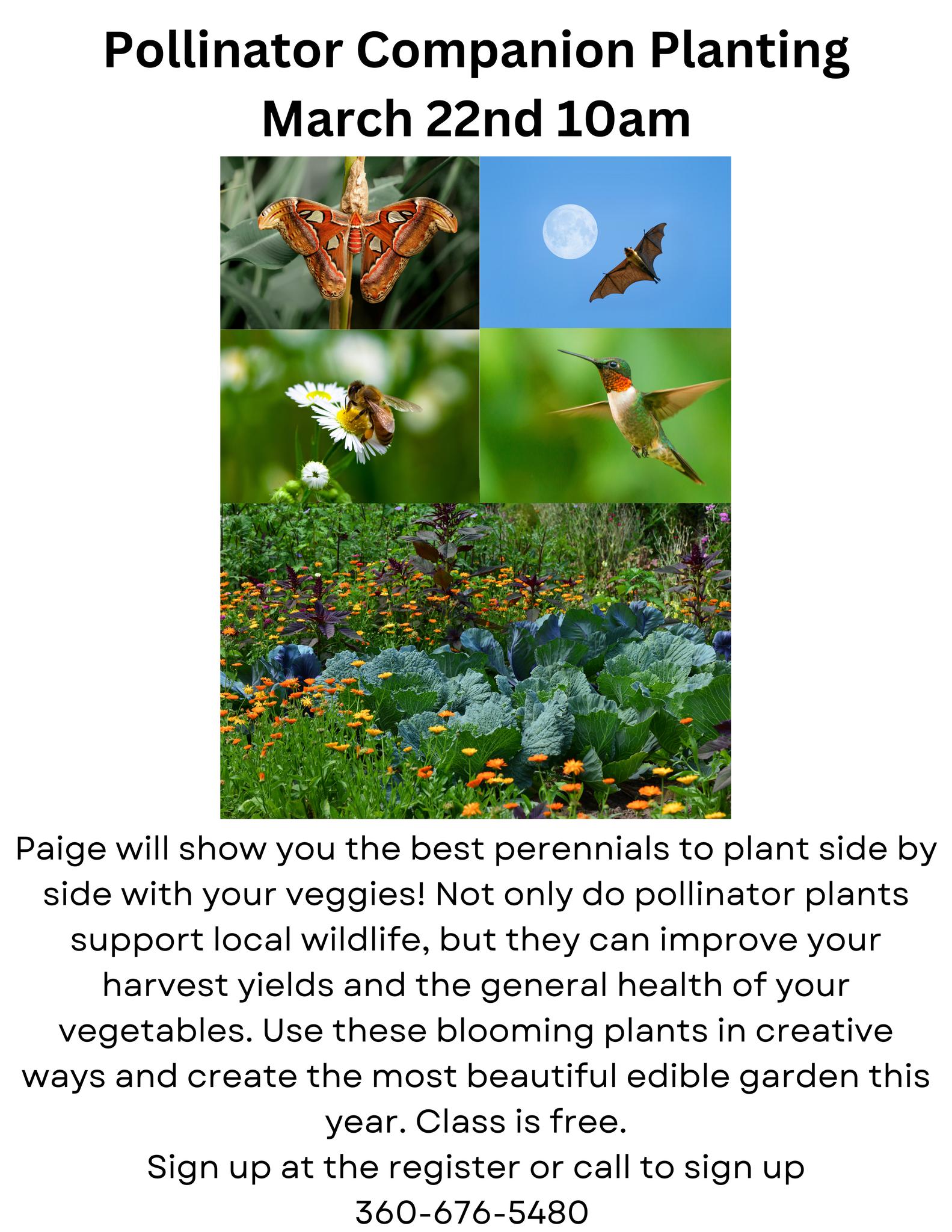 View of Pollinator Companion Planting
