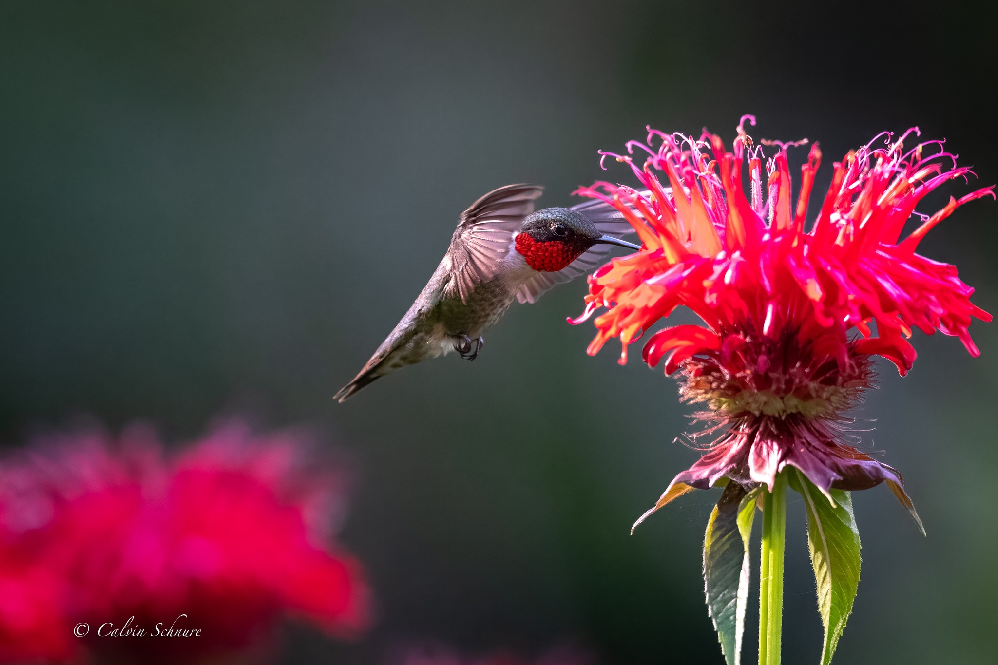Ruby-throated hummingbird Brookside Gardens June 17, 2026