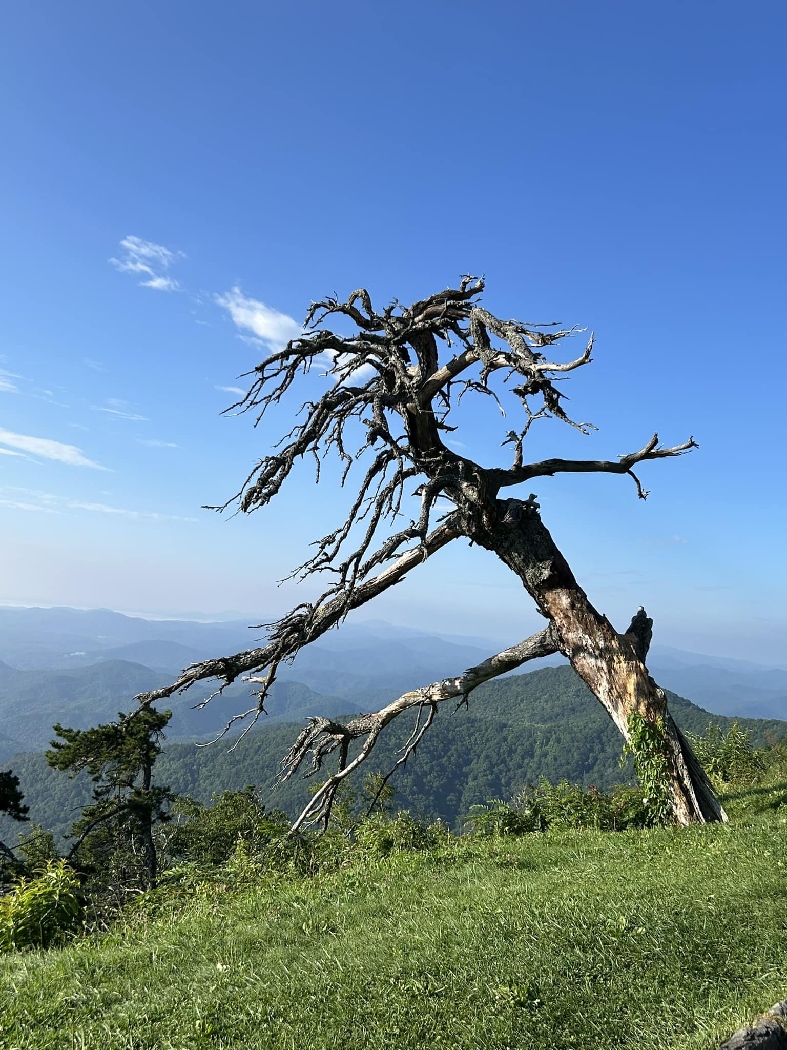 The wise one tree at laurel knob